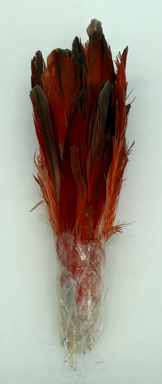 Plumas de loro