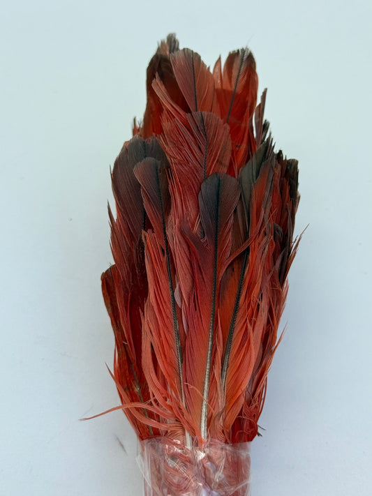 Plumas de loro